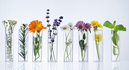 The New Scent Revolution: Aromatherapy perfume ingredients in test tubes, featuring lavender, calendula, and mint.