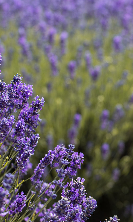 Lavender Aromatherapy Benefits